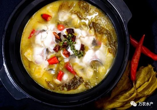 好“魚”知時節(jié)，鮰魚正肥美